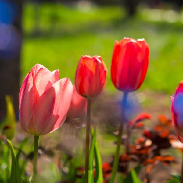 When and how to plant tulips