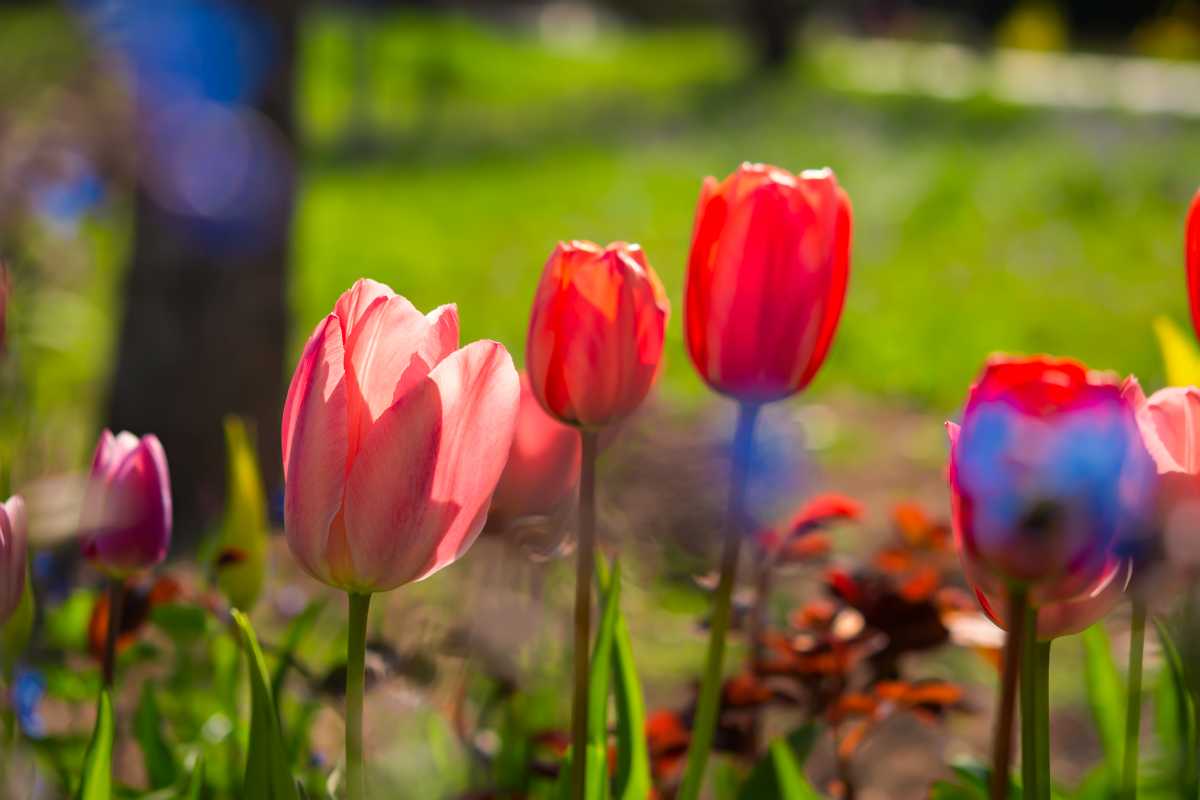 When and how to plant tulips