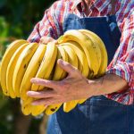 Consumul de banane Beneficii recomandări și contraindicații