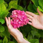 De ce se usucă hortensia și cum o poți salva