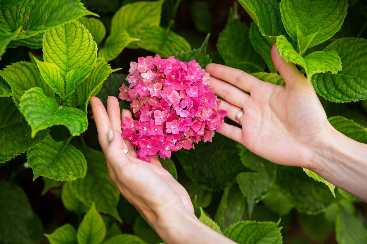 Why hydrangea dries and how you can save it