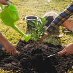 Plantarea pomilor fructiferi primavara