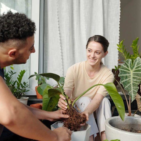 Evergreen plants for your apartment