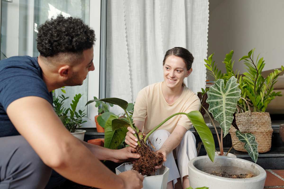 Evergreen plants for your apartment