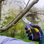 Tăierea pomilor pentru începători ghid practic și simplu