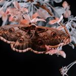 Molie cu aripile deschise, pregatita de zbor