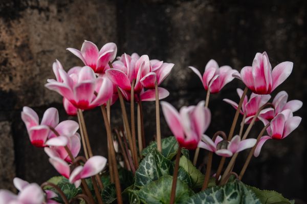 Cyclamen - plant that blooms year-round