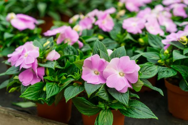 Impatiens - Flowers that bloom year-round