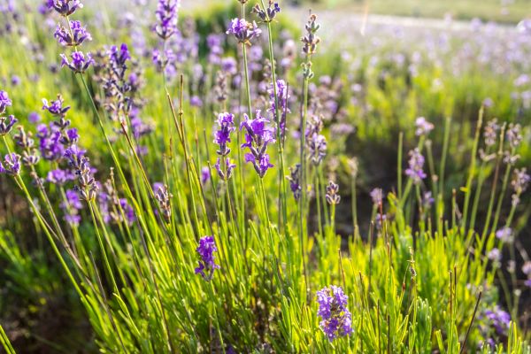 Lavandula angustifolia - flower that stays green year-round