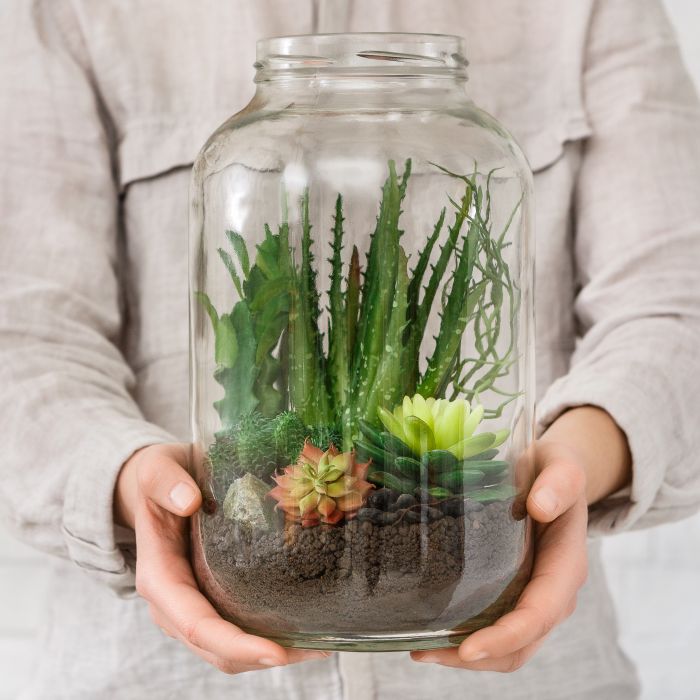 Mini terrariums in jars