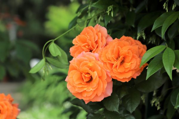 Dwarf and floribunda roses that bloom year-round