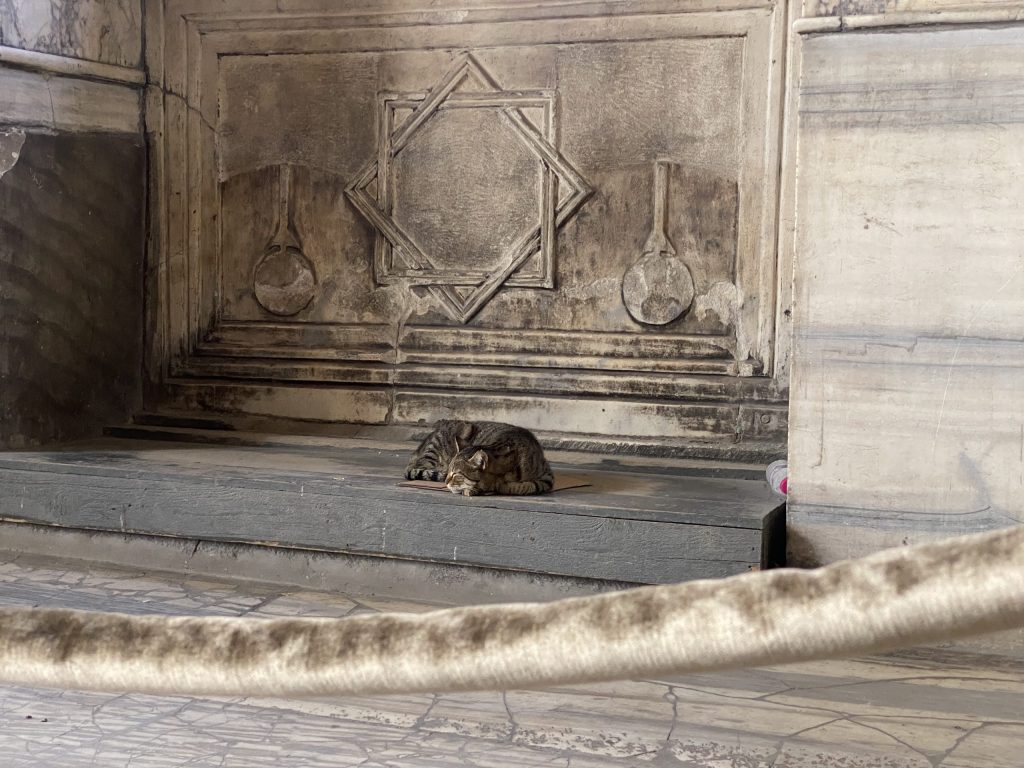 cat sleeping in Hagia Sophia mosque
