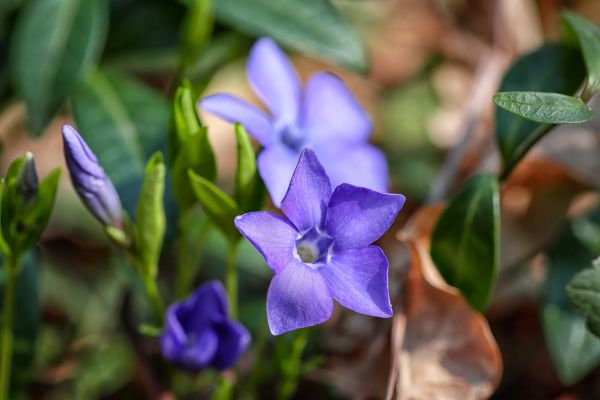 Vinca minor - perennial plant that blooms year-round