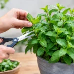 How to Prune Mint Plants for Fuller Growth